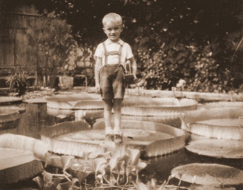  Historisches Foto einer Szene im Victoria-Gewächshaus. Ein etwa 5 Jahre altes Kind steht auf einem Blatt der Victoria-Riesenseerose.
