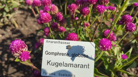 Violette Blütenköpfe des Kugelamarant