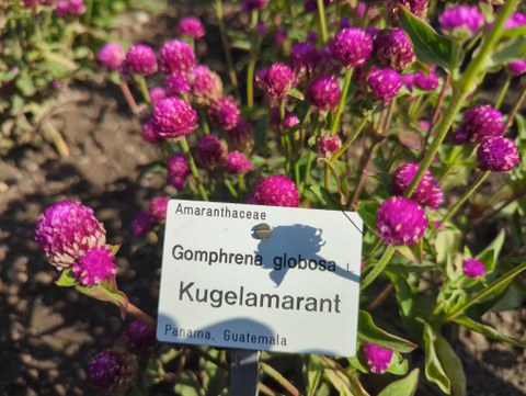 Violette Blütenköpfe des Kugelamarant