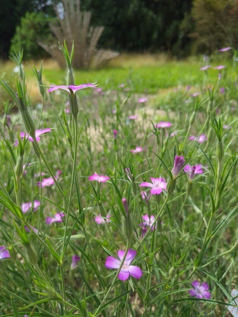 Rosa Blüten der Kornrade