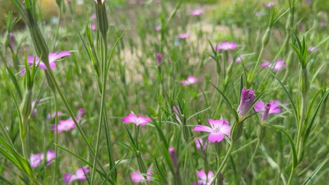 Rosa Blüten der Kornrade