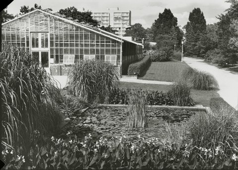 Historische Aufnahme von Gewächshaus und Staudenbeete im Botanischen Garten
