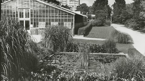 Historische Aufnahme von Gewächshaus und Staudenbeete im Botanischen Garten