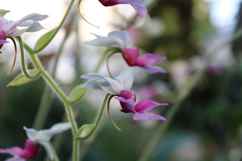 zartrosa Orchideenblüte