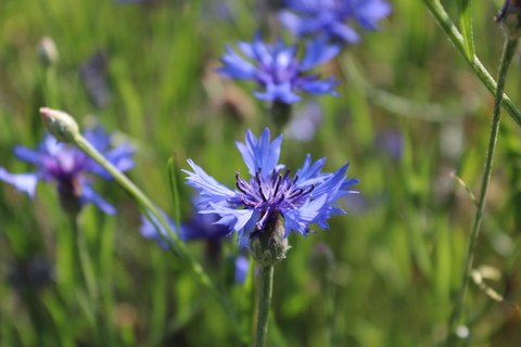 Blaue Blüte einer Kornblume