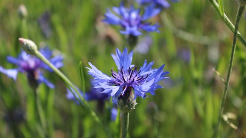 Blaue Blüte einer Kornblume