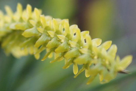 grüngelbe, kleine Orchideenblüten