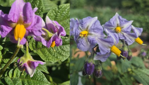 Blüten von Baltic Fire und Wildkartoffel