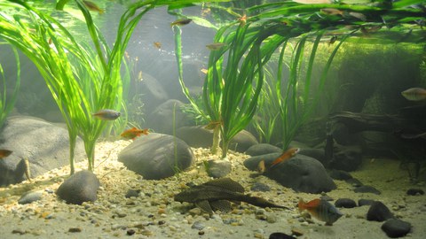 Foto. Pflanzen mit langen schmalen Blätter, Steine und Fische unter Wasser