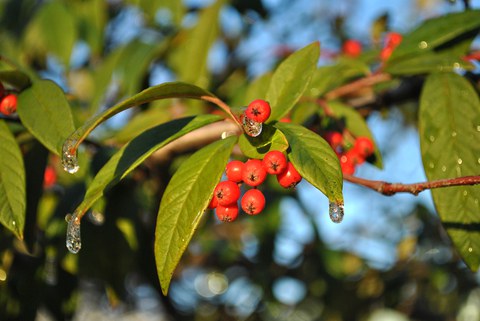 Foto eines Zweiges mit hellgrünen, spitz zulaufenden Blättern und roten Beeren