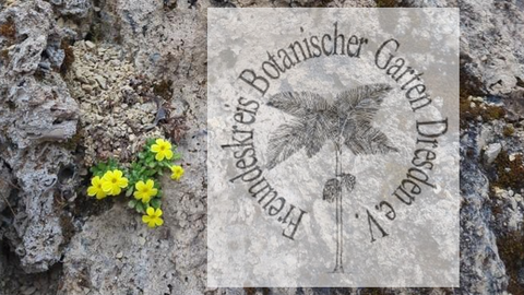Freundeskreis-Logo auf Steinhintergrund mit gelben Blüten daneben