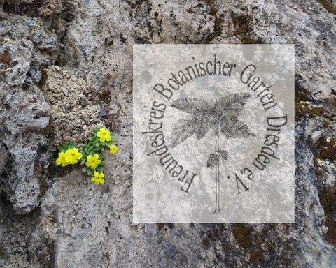 Freundeskreis-Logo auf Steinhintergrund mit gelben Blüten daneben