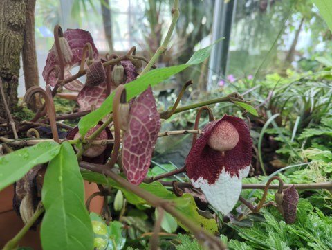 Blüte der Aristolochia impudica