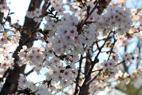 Foto. Kirschblüten