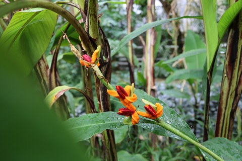 Fruchtstände eines Zieringwers