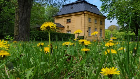 grüne Wiese mit gelben Blüten und dahinter ein ockerfarbenes Haus