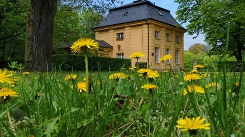 grüne Wiese mit gelben Blüten und dahinter ein ockerfarbenes Haus