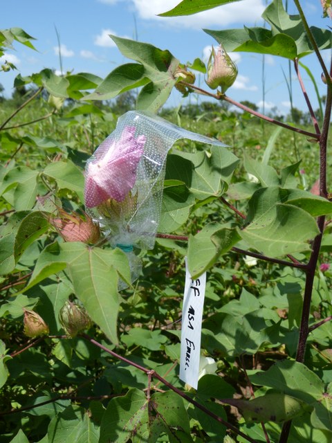 Foto von mehreren Baumwollpflanzen. Eine der rosafarbenen Blüten steckt in einem durchsichtigen, perforierten Plastikbeutel. An dem Ast hängt ein Etikett mit einer schwer zu entziffernden Beschriftung.