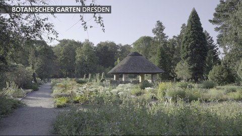 Die Abildung zeigt den Blick in das Revier der Einjährigen Pflanzen im Botanischen Garten. Sie dient als Titelbild des dazugehörigen Videos.