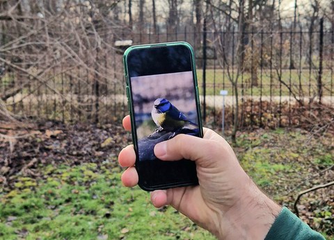 Eine mit dem Handy fotografierte Meise