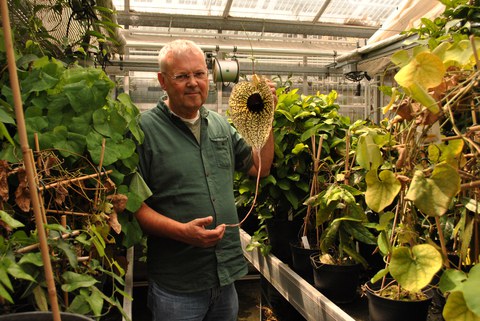 Christoph Neinhuis mit Blüte von Aristolochia grandiflora