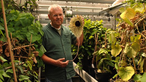 Christoph Neinhuis mit Blüte von Aristolochia grandiflora