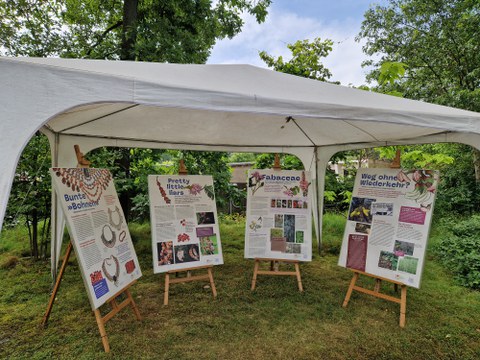 Plakate Posterausstellung WdBG Fabaceen