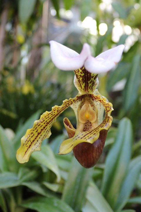 Grün-rot-gesprenkelte Orchideenblüte