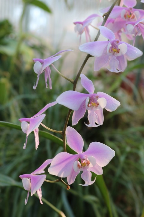zartrosa Orchideenblüten