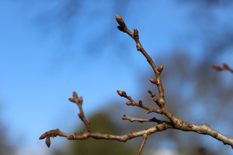Zweig mit Knospen vor blauem Himmel