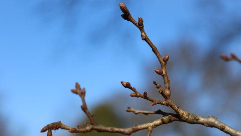 Zweig mit Knospen vor blauem Himmel