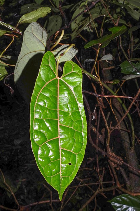 Foto eines Laubblatts von Aristolochia wankeana