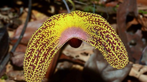 Foto einer Blüte von Aristolochia wankeana mit gelb-brauner Musterung