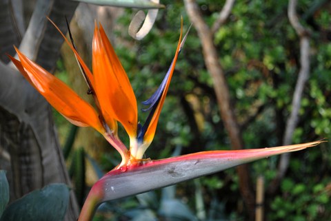 Orange-lilafarbene Blüte einer Paradiesvogelblume
