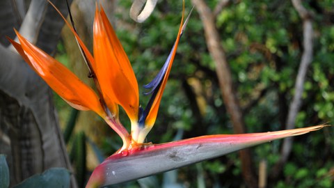 Orange-lilafarbene Blüte einer Paradiesvogelblume