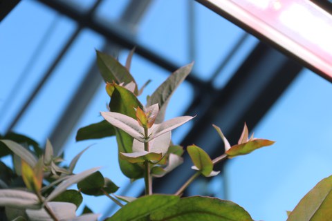 junge Blattriebe einer Eukalyptuspflanze