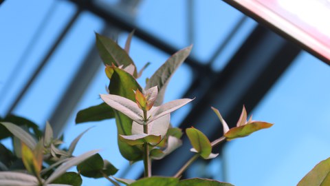 junge Blattriebe einer Eukalyptuspflanze