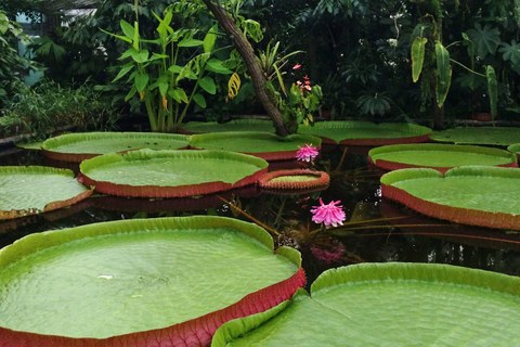 Foto eines Wasserbeckens im Gewächshaus mit großen runden Seerosenblättern mit hochgewölbtem Rand und zwei rosa-farbenen Blüten