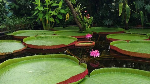 Foto eines Wasserbeckens im Gewächshaus mit großen runden Seerosenblättern mit hochgewölbtem Rand und zwei rosa-farbenen Blüten