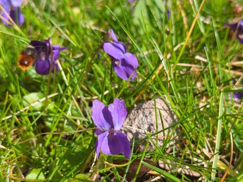 Violette Veilchenblüten