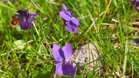 Violette Veilchenblüten