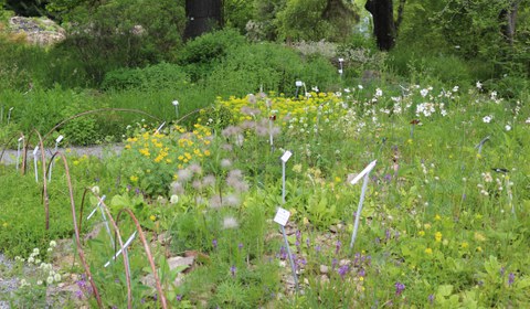 Bunt blühendes Wildpflanzenbeet