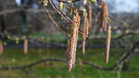 Foto. Kätzchen einer Hasel