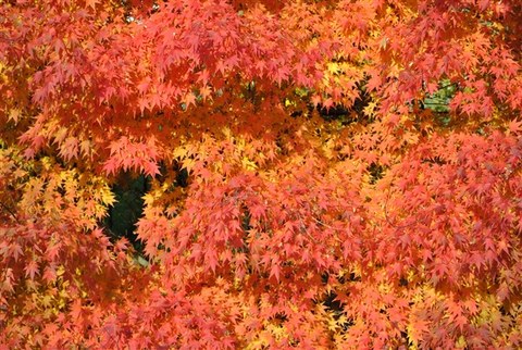 Foto der roten Herbstlaubfärbung von Acer palmatum