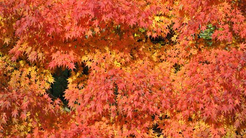 Foto der roten Herbstlaubfärbung von Acer palmatum