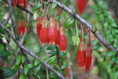 Agapetes serpens