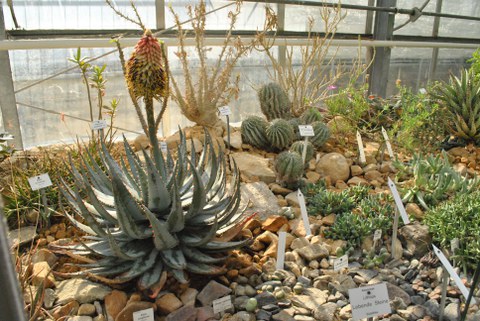 Aloe peglerae