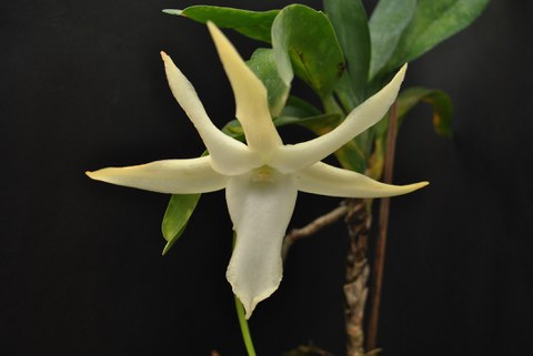 Blüte von Angraecum sesquipedale