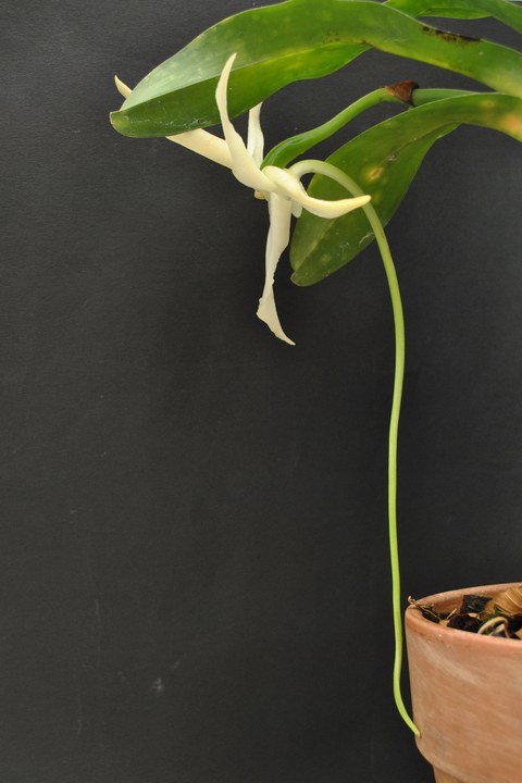 Blütensporn von Angraecum sesquipedale