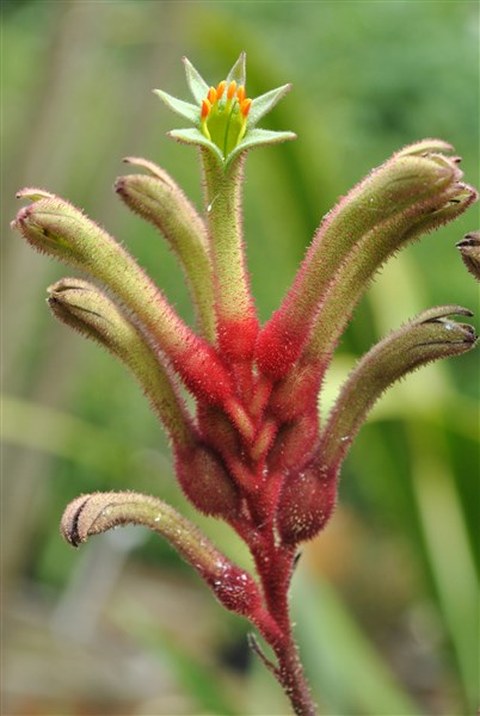 Blütenstand der Känguruhblume